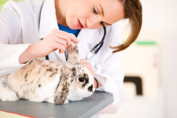 rabbit trip to vet.jpg